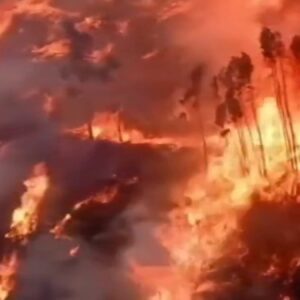 portekizde orman yangininda bir kisi yasamini yitirdi QuO4kzqU