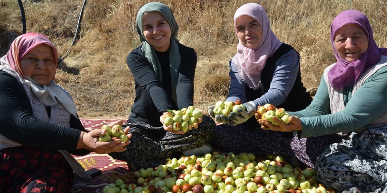 manisada hasadi basladi kasalara konuluyor turkiyenin farkli sehirlerine gonderiliyor KasACxQR