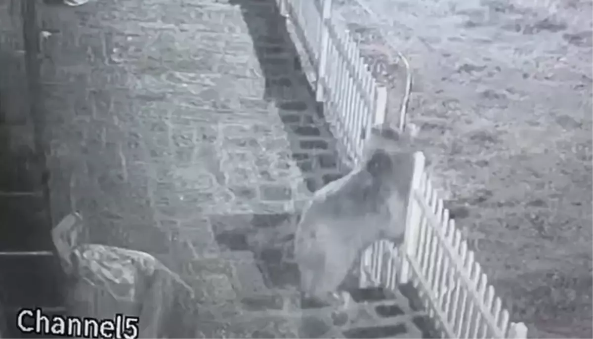 koy evine bozayi saldirdi uXtCNADp.jpg