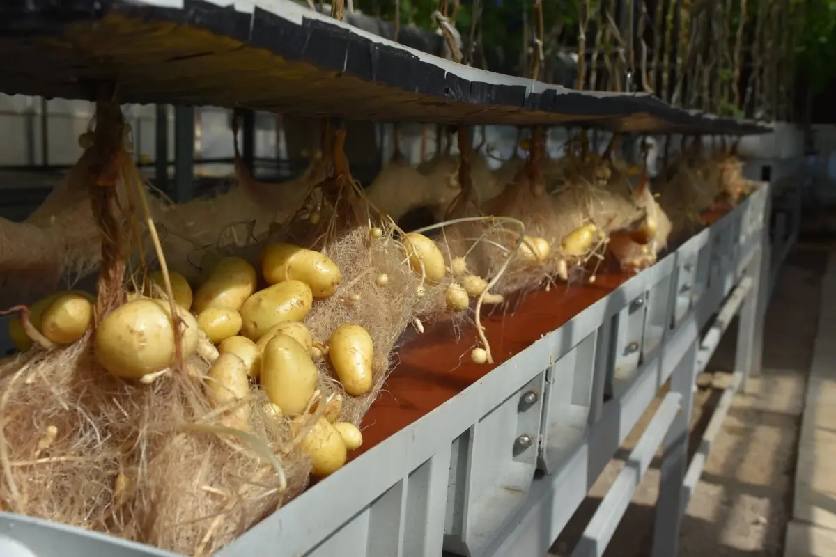 nigde patates arastirma enstitusunden yerli patates uretiminde basari 7XdNeWOJ.jpg