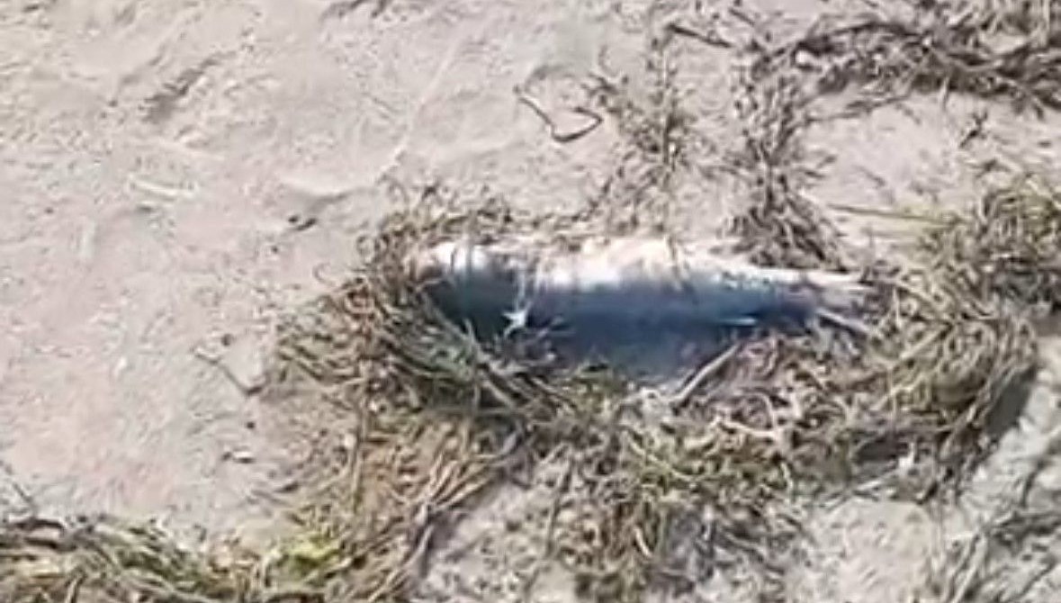 sahilde cok sayida balik olu bulundu yt8miiLI.jpg