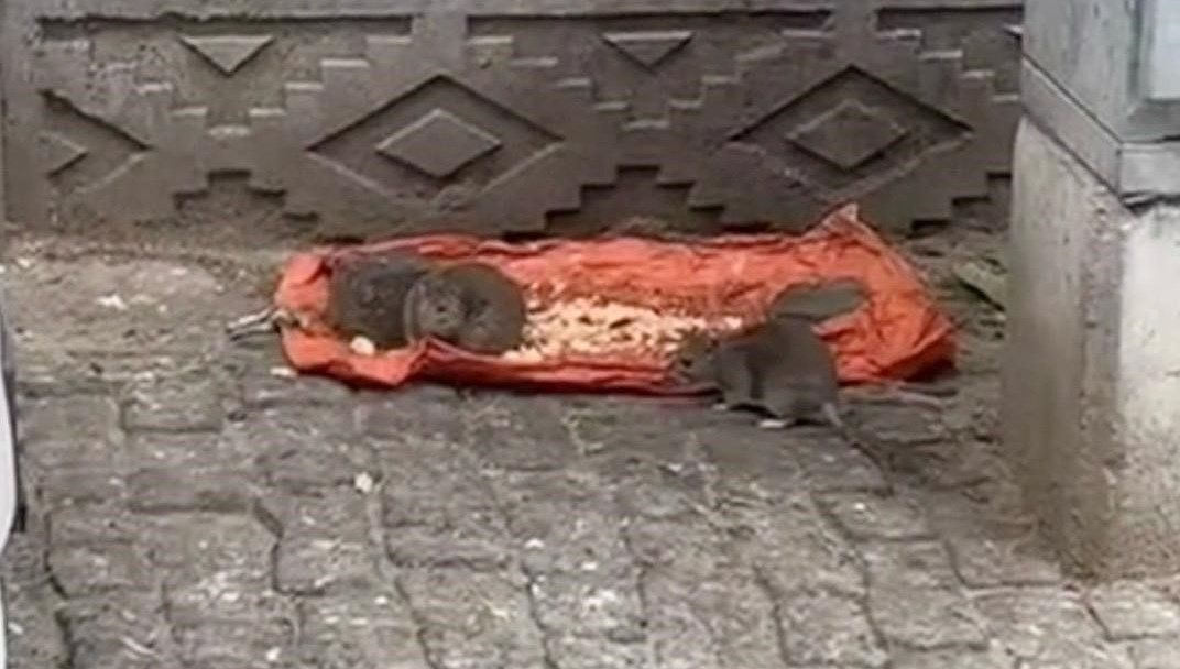 tekirdagda fareler sokaklari basti LTmkDlAE.jpg