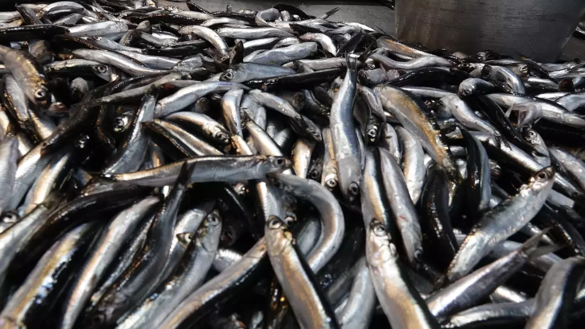 trabzonda balik sezonu bereketli basladi hamsi en cok tercih edilen tur ZpUwSwIy