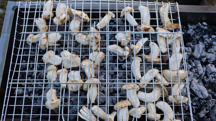 kilosu etle yarisiyor japonlarin gozdesi sedir mantari cikti 2FJv5XWd.jpg