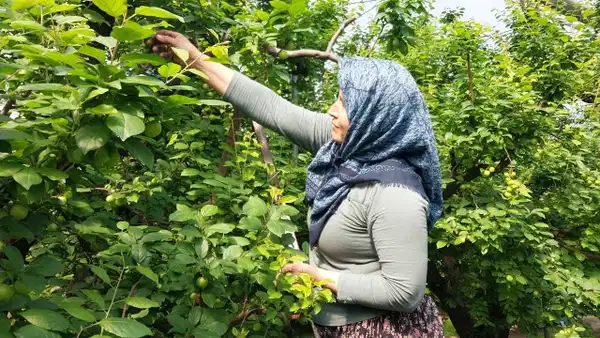 Bilecik’te İlk Erik Hasadı Gerçekleşti: 3 Bin 810 Dekar Üretim Alanı